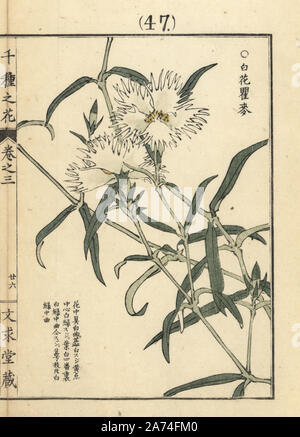 Shironadeshiko o garofano bianco, Dianthus superbus. Handcolored woodblock print da Kono Bairei da Senshu no hana (mille varietà di fiori), Bunkyudo, Kyoto, 1889. Foto Stock