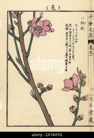 Momo o peach blossom, Prunus persica. Handcolored woodblock print da Kono Bairei da Senshu no hana (mille varietà di fiori), Bunkyudo, Kyoto, 1900. Foto Stock