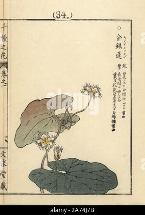 Gegebuta o acqua il simbolo del fiocco di neve, Nymphoides indica. Handcolored woodblock print da Kono Bairei da Senshu no hana (mille varietà di fiori), Bunkyudo, Kyoto, 1900. Foto Stock