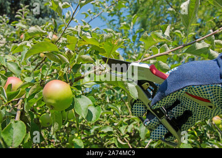 Potatura di alberi, alberi da frutto, melo in estate Foto Stock