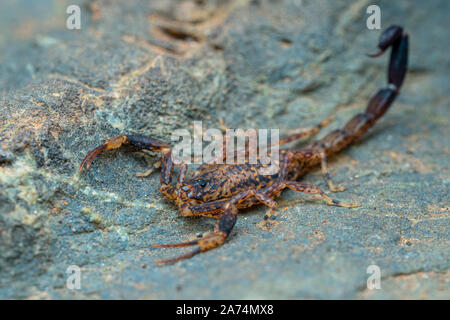 Scorpione in marmo, Lychas variatus, caccia su una roccia nella foresta pluviale di Daintree, Queensland, Australia Foto Stock