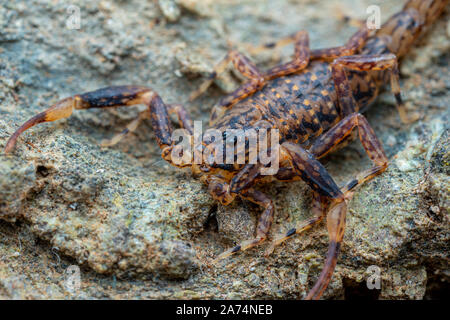 Scorpione in marmo, Lychas variatus, caccia su una roccia nella foresta pluviale di Daintree, Queensland, Australia Foto Stock