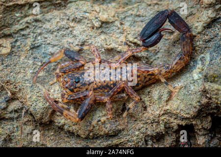 Scorpione in marmo, Lychas variatus, caccia su una roccia nella foresta pluviale di Daintree, Queensland, Australia Foto Stock