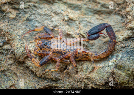 Scorpione in marmo, Lychas variatus, caccia su una roccia nella foresta pluviale di Daintree, Queensland, Australia Foto Stock