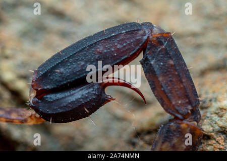 Extreme close up stinger coda con punta del marmo, Scorpion Lychas variatus Foto Stock