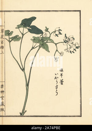 Ikarisou o a fiore grande barrenwort o vescovo il cappello, Epimedium grandiflorum. Handcolored woodblock print da Kono Bairei da Kusa Bana Hyakushu (un centinaio di varietà di fiori), Tokyo, Yamada, 1901. Foto Stock