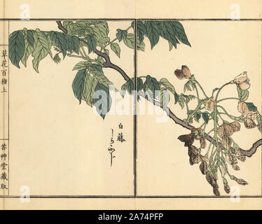 Shirafuji o Cinese, glicine Wisteria sinensis. Handcolored woodblock ...