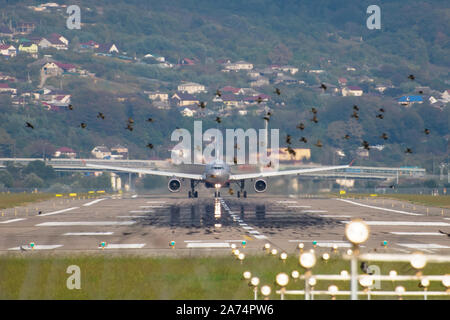 Vista di un decollo piano alla pista in aeroporto e uno stormo di uccelli nella parte anteriore del velivolo. Pericolo birdstrike Foto Stock
