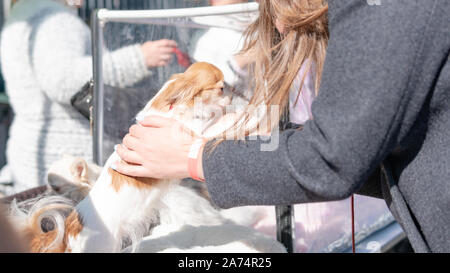 Kiev, Ucraina - 21 Settembre 2019: Festival "ZOOBonus fest", simpatici animali domestici con loro i proprietari hanno un riposo all'aperto Foto Stock