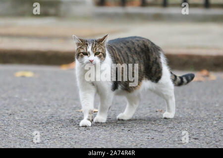 Londra, Regno Unito. 29 ott 2019. Larry il 10 Downing Street cat e Chief Mouser al Cabinet Office visto a Downing Street il giorno il MPs ha votato per un'elezione generale BRITANNICA. Credito: Dinendra Haria/SOPA Immagini/ZUMA filo/Alamy Live News Foto Stock