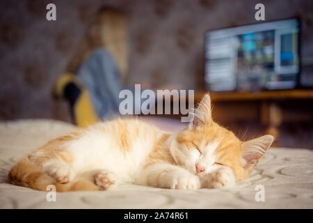 Lo zenzero carino gattino dorme sul letto mentre la sua padrona sta lavorando a un computer. Foto Stock