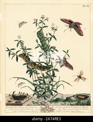 Elephant hawk moth, Deilephila elpenor, bianco cina mark tarma Cataclysta lemnata. Un Ichneumon lentorius wasp (i) depone le uova nelle hawkmoth larva che portelli da la crisalide (k). Litografia Handcolored dopo una illustrazione da Mosè Harris da "l'aureliane; una storia naturale di inglese falene e farfalle", nuova edizione a cura di J. O. Westwood, pubblicato da Henry Bohn, Londra, 1840. Foto Stock