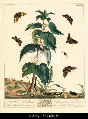 Ottone brunito tarma Diachrysia chrysitis, dark gotico, Naenia typica, arancione swift, Triodia sylvina, e sette spotted coccinella, Coccinella septempunctata, su un ortica pianta, Urtica dioica. Litografia Handcolored dopo una illustrazione da Mosè Harris da "l'aureliane; una storia naturale di inglese falene e farfalle", nuova edizione a cura di J. O. Westwood, pubblicato da Henry Bohn, Londra, 1840. Foto Stock