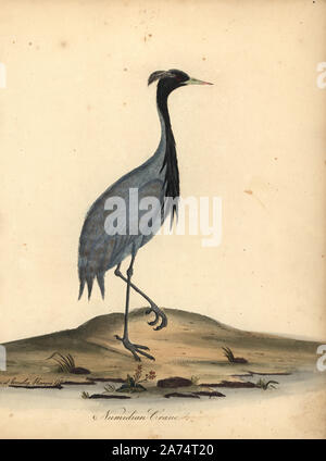 Demoiselle gru, Anthropoides virgo (Numidian gru, Ardea virgo). Handcolored incisione su rame di un illustrazione di Ann e Emily Hayes da William Hayes' ritratti di rari e curiosi uccelli dal Menagery di Osterly Park, Londra, Bulmer, 1794. Foto Stock