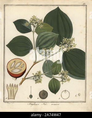 Stricnina tree, Strychnos Nux vomica. Handcolored incisione su rame di F. Guimpel dal Dr. Friedrich Gottlob Hayne Medical botanica, Berlino, 1822. Hayne (1763-1832) era un botanico tedesco, farmacista e Professore di botanica farmaceutica presso l'Università di Berlino. Foto Stock