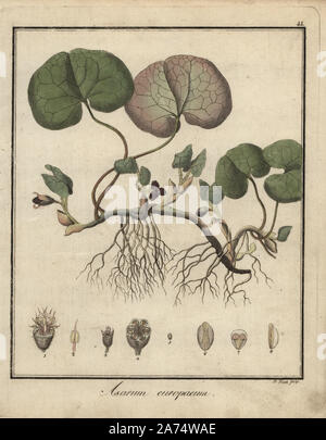 Asarabacca o selvatico europeo zenzero, Asarum europaeum. Handcolored incisione su rame da P. Haas da Dr. Friedrich Gottlob Hayne Medical botanica, Berlino, 1822. Hayne (1763-1832) era un botanico tedesco, farmacista e Professore di botanica farmaceutica presso l'Università di Berlino. Foto Stock