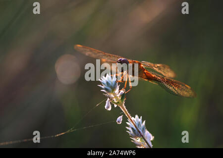 Le libellule appollaiato su rami Foto Stock