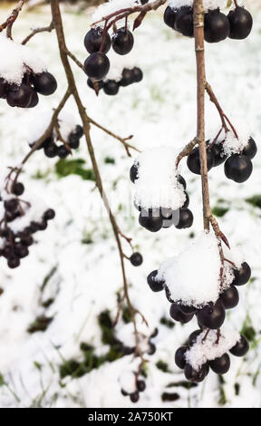 Bacche di Aronia nella neve. Chokeberry sono su un ramo ricoperta di brina e neve, vicino la foto con il fuoco selettivo Foto Stock