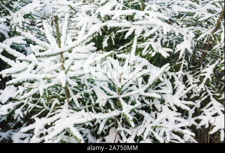 Spruce alberi coperti di neve fresca, naturale invernale foto di sfondo Foto Stock