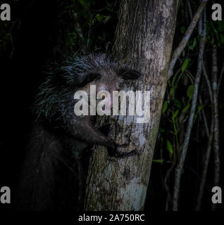 Ritratto notturno di Daubentonia madagascariensis aka lemure Aye-Aye, Atsinanana regione del Madagascar Foto Stock