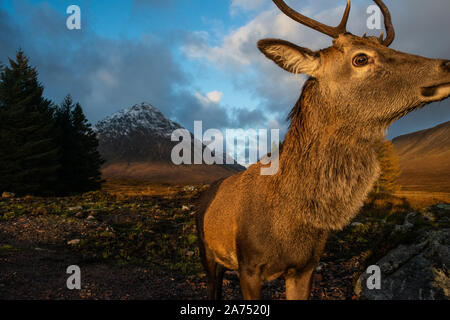 Red Deer Stag close up, Kingshouse hotel, Glencoe, Lochaber, highlands, Scotland, Regno Unito. Foto Stock