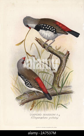 Diamond firetail, Stagonopleura guttata. (Diamante sparrow, Steganophora guttata) Chromolithograph da Brumby e Clarke dopo un dipinto di Frederick William Frohawk da Arthur Gardiner Butler's 'Finches stranieri in cattività", Londra, 1899. Foto Stock