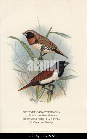 Chestnut-breasted munia, Lonchura castaneothorax e tricolore munia, Lonchura malacca. Chromolithograph da Brumby e Clarke dopo un dipinto di Frederick William Frohawk da Arthur Gardiner Butler's 'Finches stranieri in cattività", Londra, 1899. Foto Stock