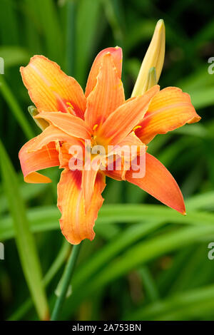 Fiori arancioni di hemerocallis fulva varietà littorea, costiere giglio di giorno Foto Stock