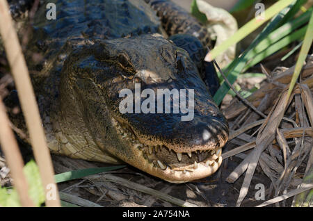 American Alligator Alligator mississippiensis, femmina nido di guardia Foto Stock