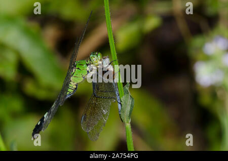 Pondhawk orientale, Erythemis simplicicollis, femmina alimentazione su dragonfly Foto Stock