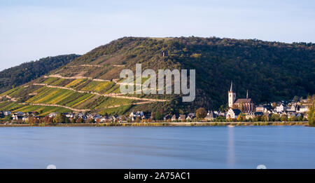 Vigneti terrazzati lungo il Reno a Lorch, Germania Foto Stock