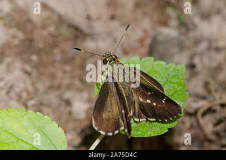 Pizzi-Roadside-Skipper alato, Amblyscirtes esculapio Foto Stock