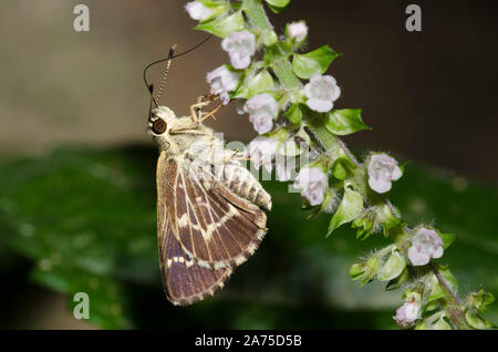 Pizzi-Roadside-Skipper alato, Amblyscirtes Esculapio, nectaring da coreano perilla, Perilla frutescens Foto Stock