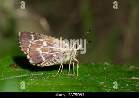 Pizzi-Roadside-Skipper alato, Amblyscirtes esculapio Foto Stock