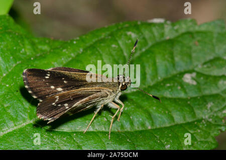 Pizzi-Roadside-Skipper alato, Amblyscirtes esculapio Foto Stock