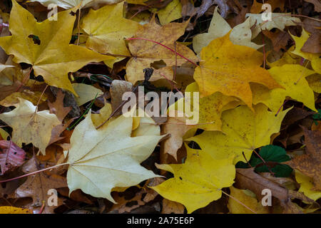 Golden Cappadoce Maple / Golden Maple (Acer cappadocicum aureum), caduto foglie di autunno Foto Stock