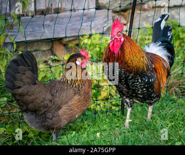 Proveis-Ultentaler polli, una specie gravemente minacciate di razza di pollo da Alto Adige Foto Stock