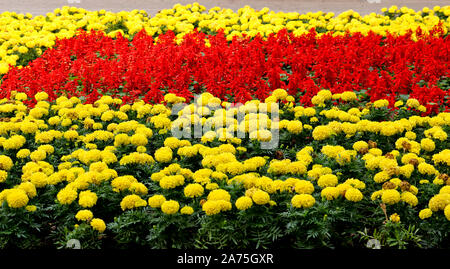 Fiori di prato sono grandi giallo tagete messicano (Tagetes erecta) e altri fiori di colore rosso. Bella aiuola. Foto Stock
