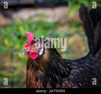 Pollo Proveis-Ultentaler hen, una specie gravemente minacciate di razza di pollo da Alto Adige Foto Stock