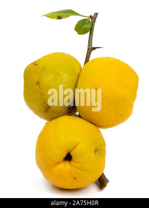 Karin, commestibili di frutta autunnale della hardy cotogna giapponese arbusto, Chaenomeles x superba 'cremisi e oro' isolato su bianco Foto Stock