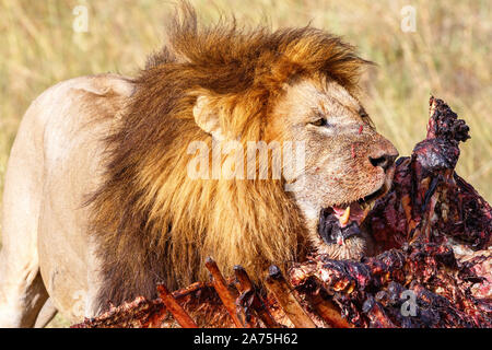 Maschio di leone a guardia del suo uccidere sulla savana Foto Stock