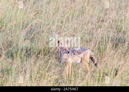 Nero-backed jackal in erba sulla savana Foto Stock