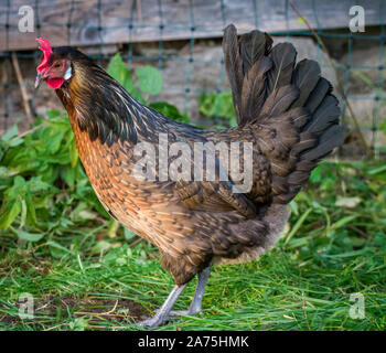 Pollo Proveis-Ultentaler hen, una specie gravemente minacciate di razza di pollo da Alto Adige Foto Stock