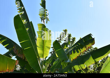 Il fogliame tropicale 1, Paphos, Cipro Foto Stock