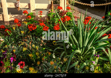 L'ultima fioritura autunnale di red pelargonium, pansies, nelle petunie e palme di Yucca in un fiore decorativo letto su strada a Gyumri Foto Stock