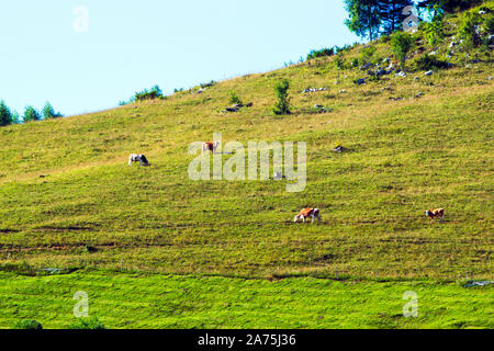 Un paesaggio di montagna durante il periodo estivo con mucche distribuite su una verde collina. Foto Stock