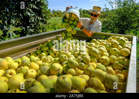 Caricamento di raccolte le mele cotogne frutti in un rimorchio per prendere il locale di co-op per essere pesato, Carcabuey, Sierra Subbetica, Andalusia, Spagna Foto Stock