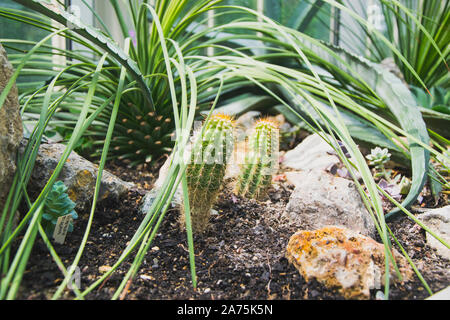 Varie specie di cactus nel giardino botanico "Jevremovac' a Belgrado. Foto Stock