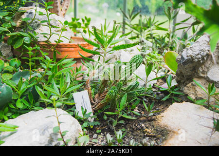 Varie specie di cactus nel giardino botanico "Jevremovac' a Belgrado. Foto Stock