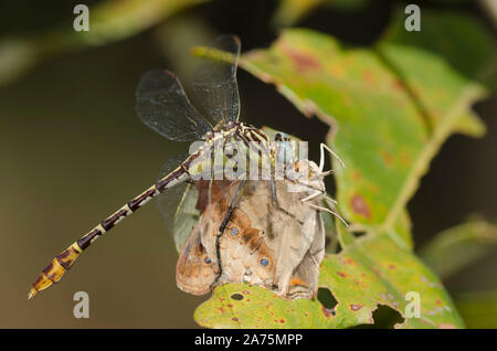 Flag-tailed Spinyleg, Dromogomphus spoliatus, alimentando sul comune catturata Buckeye, Junonia coenia Foto Stock